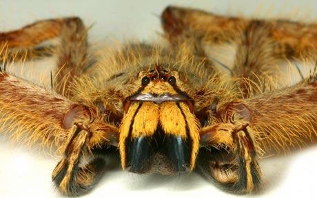 davidspider