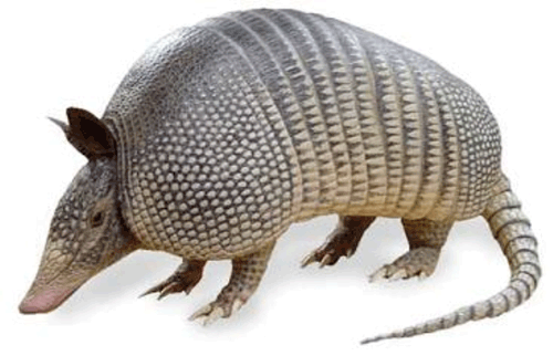 armadillo1