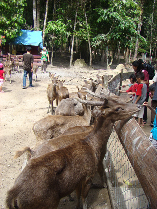 gajah1 gajah1