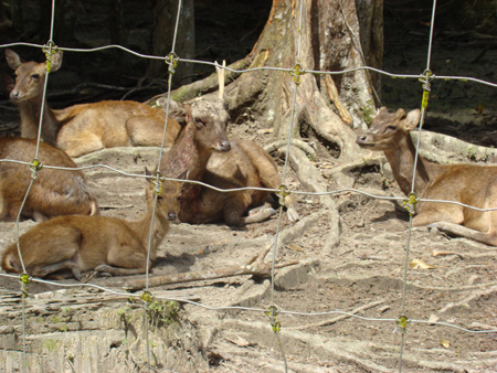 gajah14 gajah14