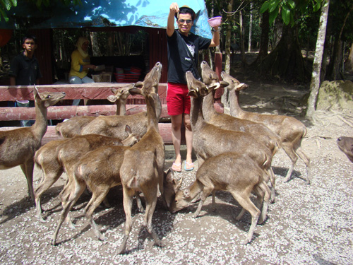 gajah6 gajah6