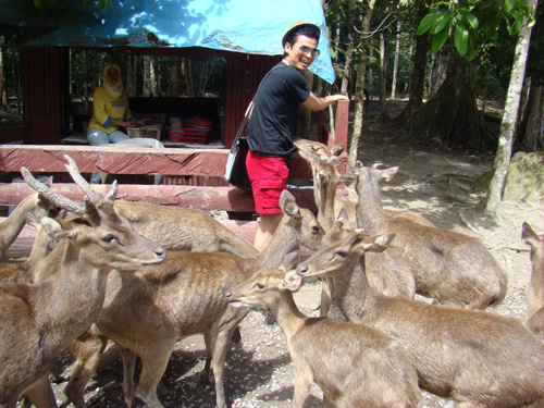 gajah8